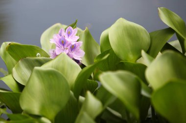 Parlak çiçek açan çiçekler, Tayland, Güney Doğu Asya renkli