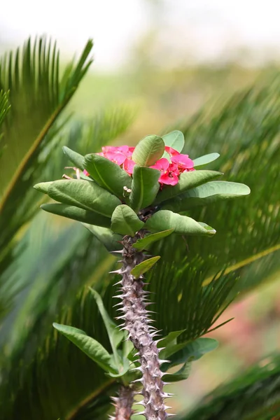 Flores Coloridas Brilhantes Florescendo Tailândia Sudeste Asiático — Fotografia de Stock