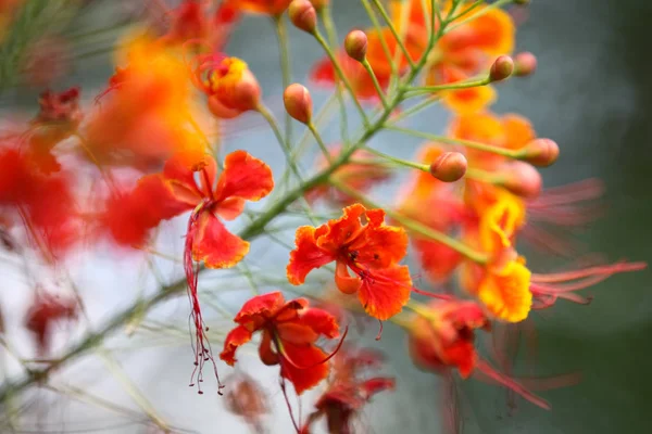 Kwitnienie jasne kolorowe kwiaty, Tajlandia — Zdjęcie stockowe
