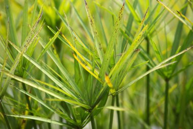 Çeşitli şekiller, Tayland bitkilerin yaprakları