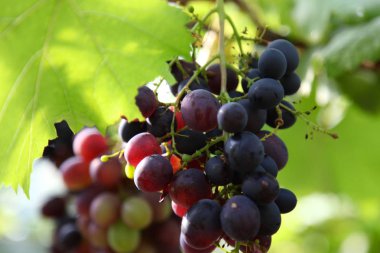 Demet üzüm üzüm bağı, Tayland