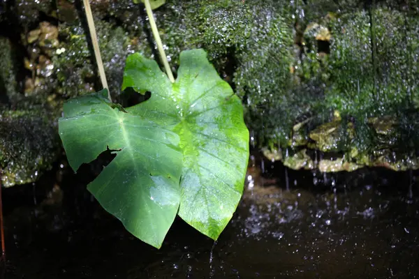 Çeşitli şekiller, Tayland bitkilerin yaprakları