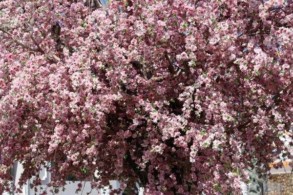 泰国树上的鲜艳花朵 — 图库照片