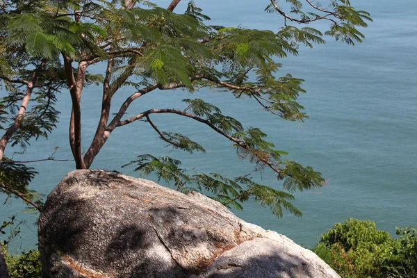 Paisaje con una gran roca, un árbol y el océano —  Fotos de Stock