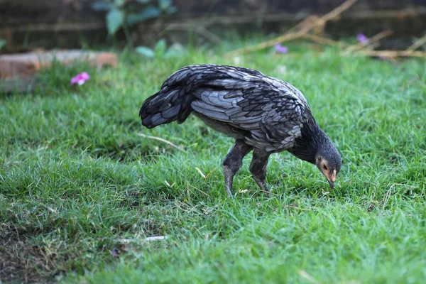 Paseo de aves por la hierba, Tailandia — Foto de Stock