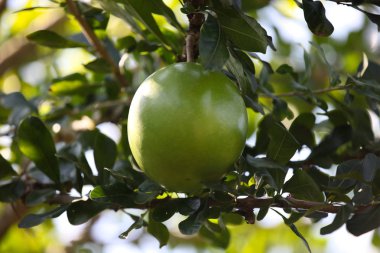 Çeşitli tropikal meyveler, Tayland