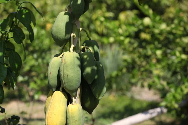 Diverse Tropische Vruchten Tuin Thailand Zuidoost Azië — Stockfoto