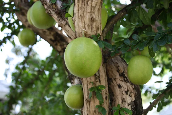 Divers Fruits Tropicaux Dans Jardin Thaïlande Asie Sud Est — Photo