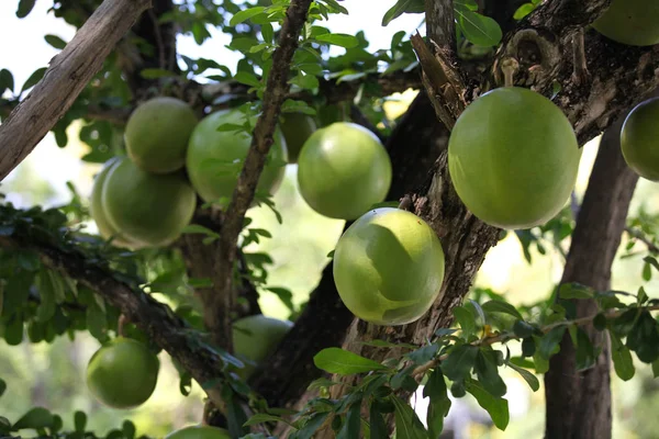 Διάφορα Τροπικά Φρούτα Στον Κήπο Ταϊλάνδη Νοτιοανατολική Ασία — Φωτογραφία Αρχείου