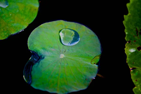 Gota de agua sobre una lámina de nenúfares, Tailandia — Foto de Stock