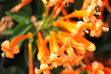 Parlak turuncu çiçekler bush dallar, Tayland