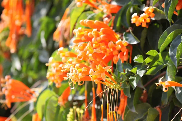 Brightly Orange Flowers Bush Branches Thailand South East Asia — Stock Photo, Image