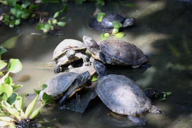 Kaplumbağalar onların iş, Tayland, Güney Doğu Asya hakkında gitmek