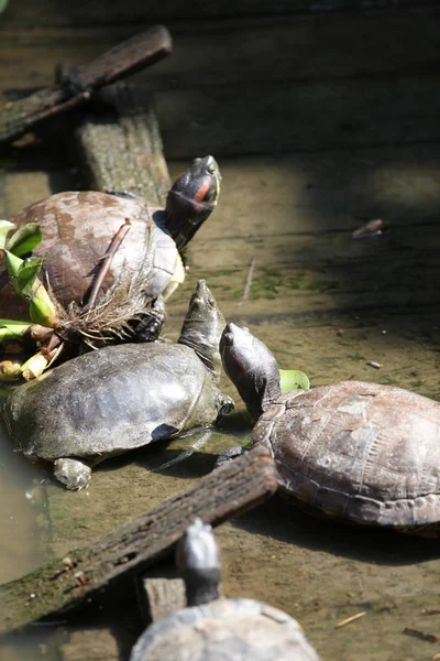 Tortues Vaquent Leurs Affaires Thaïlande Asie Sud Est — Photo