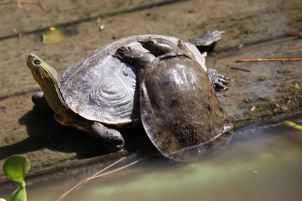 Tortues Vaquent Leurs Affaires Thaïlande Asie Sud Est — Photo