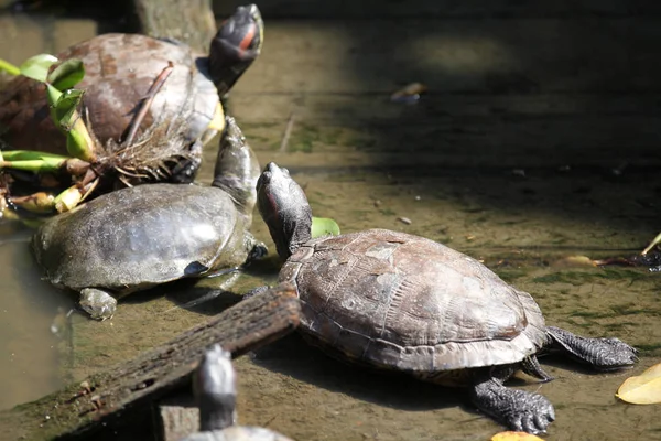 Las Tortugas Van Sus Negocios Tailandia Sudeste Asiático —  Fotos de Stock