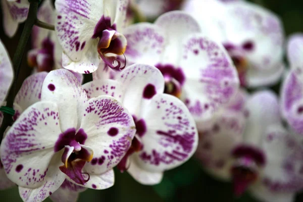 Floração Orquídeas Coloridas Tailândia Sudeste Asiático — Fotografia de Stock