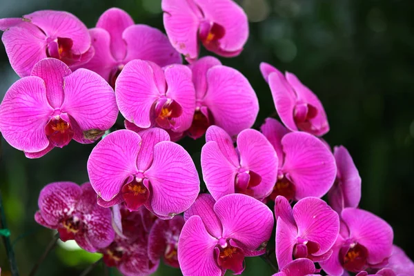 Blütezeit Farbenfroher Orchideen Thailand Südostasien — Stockfoto