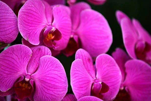 Floração Orquídeas Coloridas Tailândia Sudeste Asiático — Fotografia de Stock