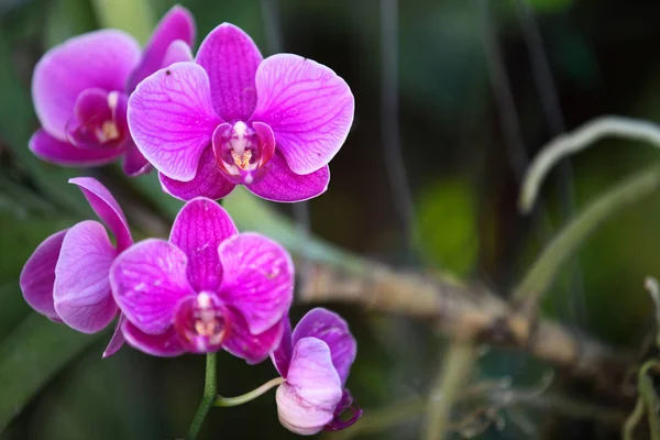 Floração Orquídeas Coloridas Tailândia Sudeste Asiático — Fotografia de Stock