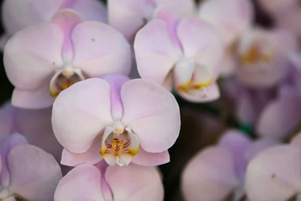 Floração Orquídeas Coloridas Tailândia Sudeste Asiático — Fotografia de Stock