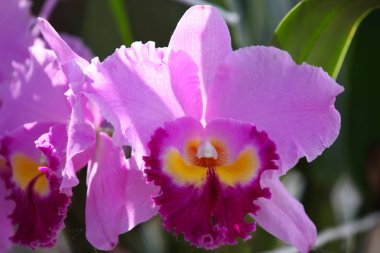 Renkli orkide, Tayland, Güney Doğu Asya çiçekli