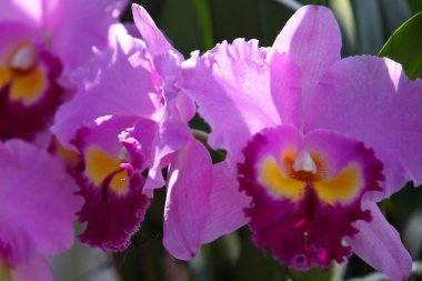 Renkli orkide, Tayland, Güney Doğu Asya çiçekli
