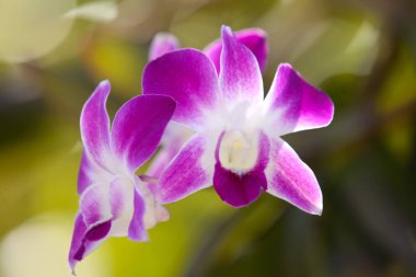 Renkli orkide, Tayland, Güney Doğu Asya çiçekli