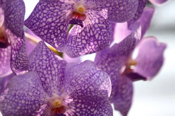 Цветение Красочных Орхидей Таиланд Юго Восточная Азия — стоковое фото