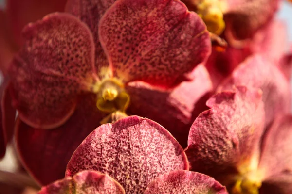 Blütezeit Farbenfroher Orchideen Thailand Südostasien — Stockfoto