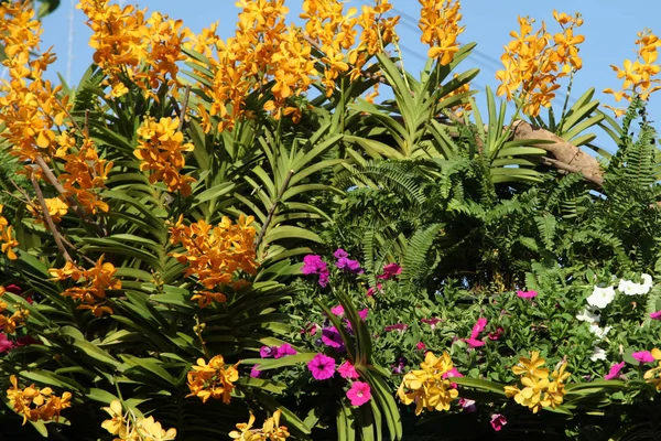 Flowering Colorful Orchids Thailand South East Asia — Stock Photo, Image