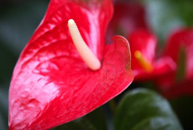 Parlak renkli çok renkli çiçek, Tayland, Thailand, Güneydoğu Asya