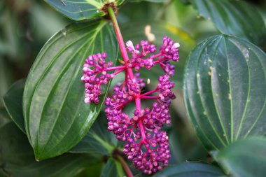 Parlak renkli çok renkli çiçek, Tayland, Thailand, Güneydoğu Asya