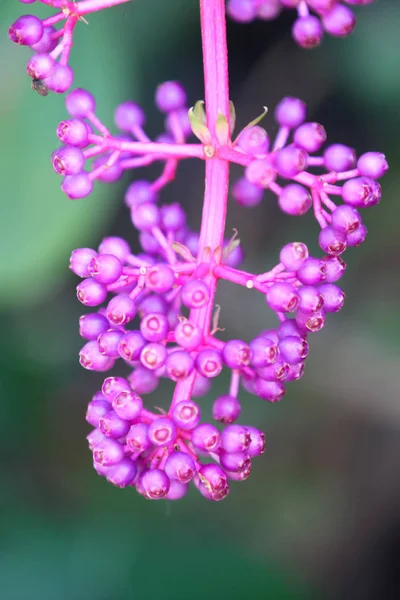 Flores Multicoloridas Coloridas Brilhantes Tailândia Sudeste Asiático — Fotografia de Stock