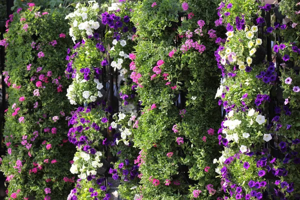 Bright Colorful Multicolored Flowers Thailand Southeast Asia — Stock Photo, Image