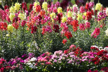 Parlak renkli çok renkli çiçek, Tayland, Thailand, Güneydoğu Asya