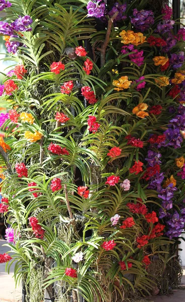 Яркие Разноцветные Цветы Таиланд Юго Восточная Азия — стоковое фото