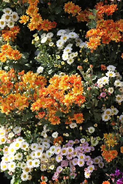 Bright Colorful Multicolored Flowers Thailand Southeast Asia — Stock Photo, Image