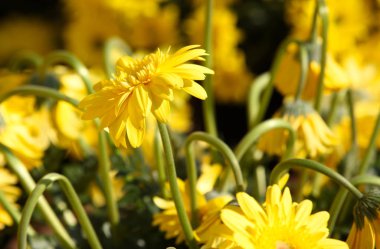 Kompozisyon, Tayland, Thailand, Güneydoğu Asya'da çeşitli parlak sarı çiçek