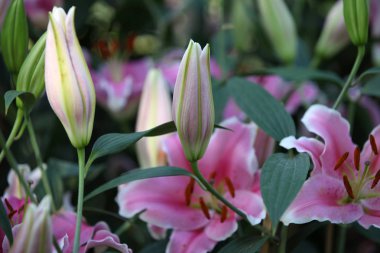 Renkli zambakları, Tayland, Güney Doğu Asya çiçekli