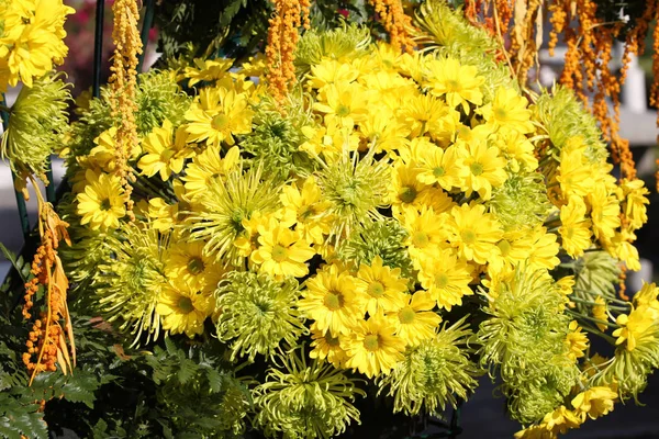 Разнообразные Ярко Желтые Цветки Композиции Таиланд Юго Восточная Азия — стоковое фото