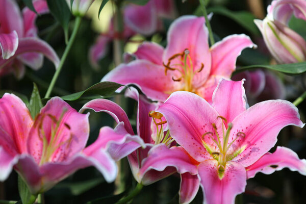 Flowering of colorful lilies, Thailand, South East Asia