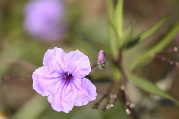 Leuchtend Bunte Bunte Blumen Thailand Südostasien — Stockfoto