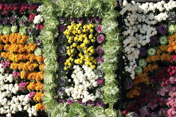 Flores Multicoloridas Coloridas Brilhantes Tailândia Sudeste Asiático — Fotografia de Stock