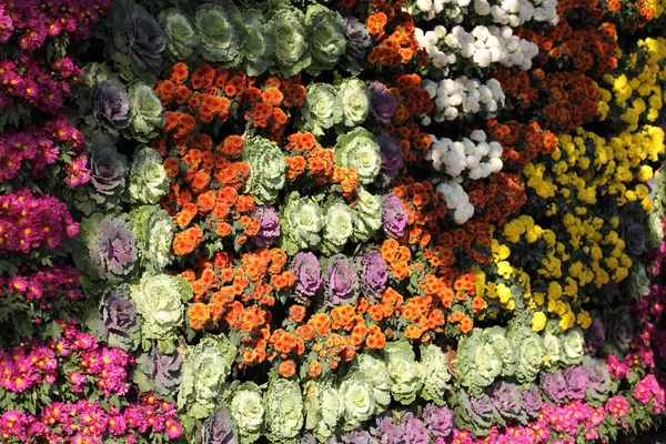 Jasne Kolorowe Kwiaty Wielobarwne Tajlandia Azja Południowo Wschodnia — Zdjęcie stockowe