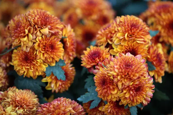Brillantes Flores Multicolores Tailandia Sudeste Asiático — Foto de Stock