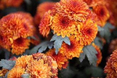 Parlak renkli çok renkli çiçek, Tayland, Thailand, Güneydoğu Asya