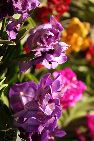 Bright Colorful Multicolored Flowers Thailand Southeast Asia — Stock Photo, Image