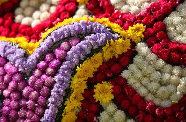 Jasne Kolorowe Kwiaty Wielobarwne Tajlandia Azja Południowo Wschodnia — Zdjęcie stockowe