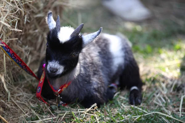 Lilla get med horn, Thailand — Stockfoto